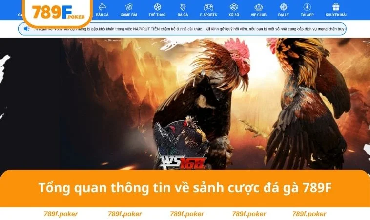 Đá Gà 789F 1 Tổng quan thông tin về sảnh cược đá gà 789F